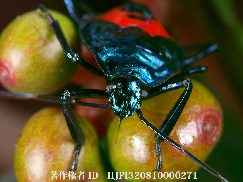 ジンメンカメムシの幼虫