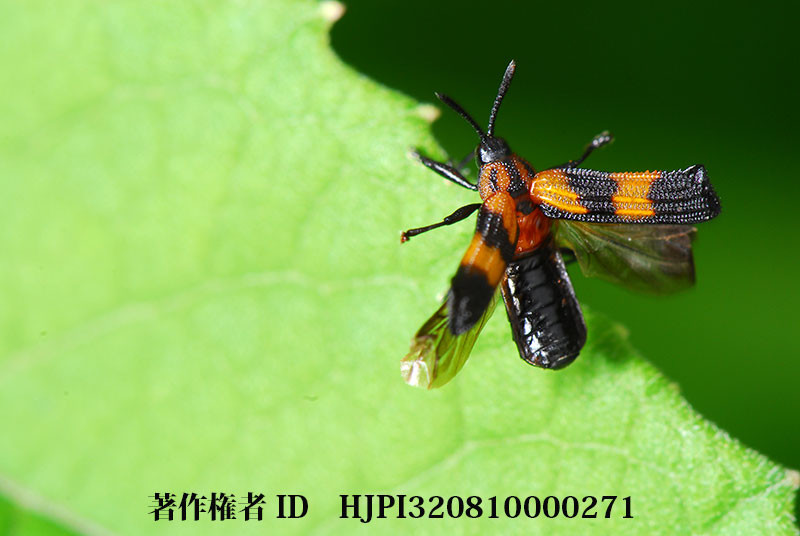 棘がないのにトゲハムシ