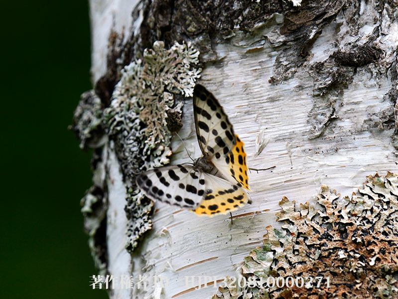 ヒョウモンエダシャク