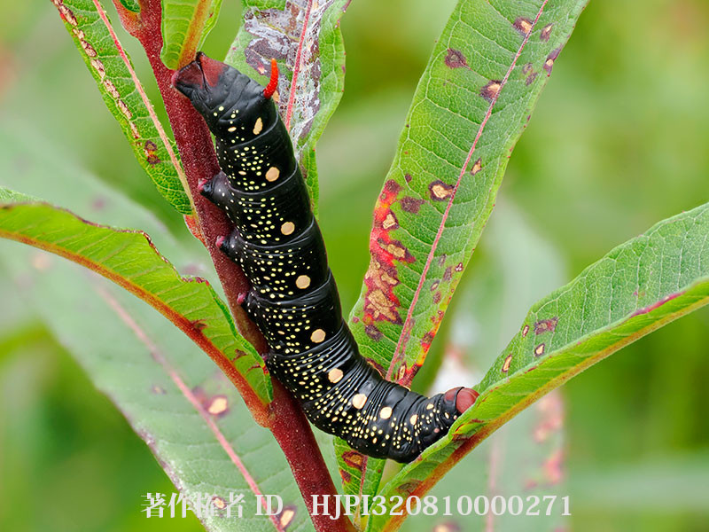 イブキスズメの幼虫