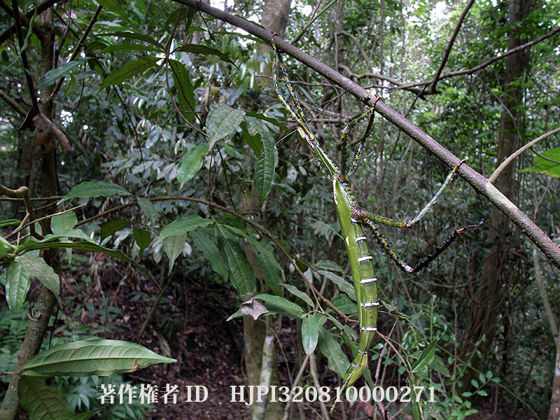 今日からニューギニア