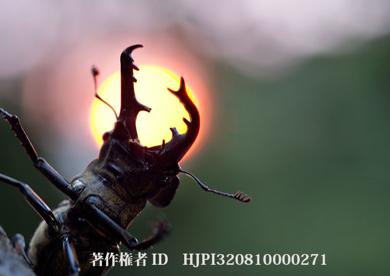 夕日をバックにミヤマクワガタ