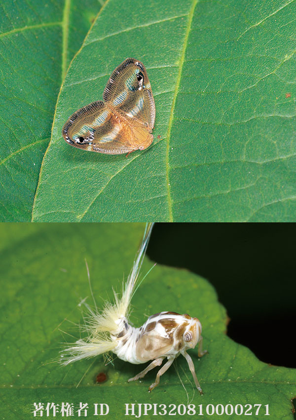 ベッコウハゴロモ