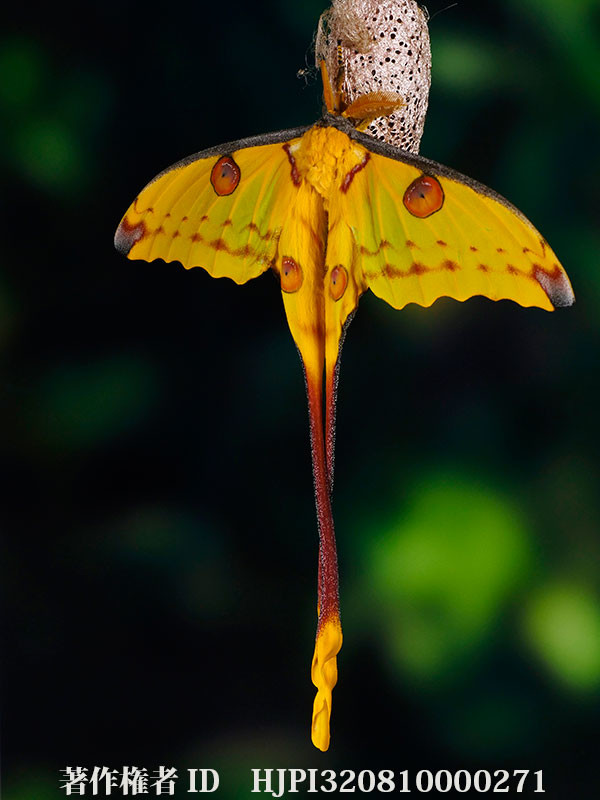 世界でいちばん尾が長いマダガスカルオナガヤママユ