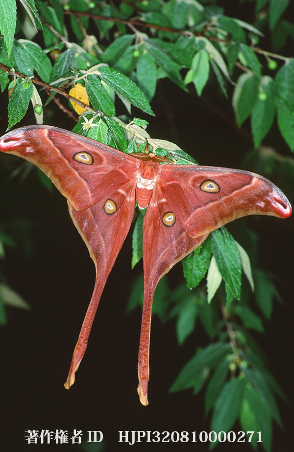 ニューアイルランド島のオンパレサンのオス