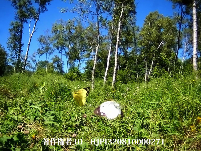 モンキチョウの求愛飛翔