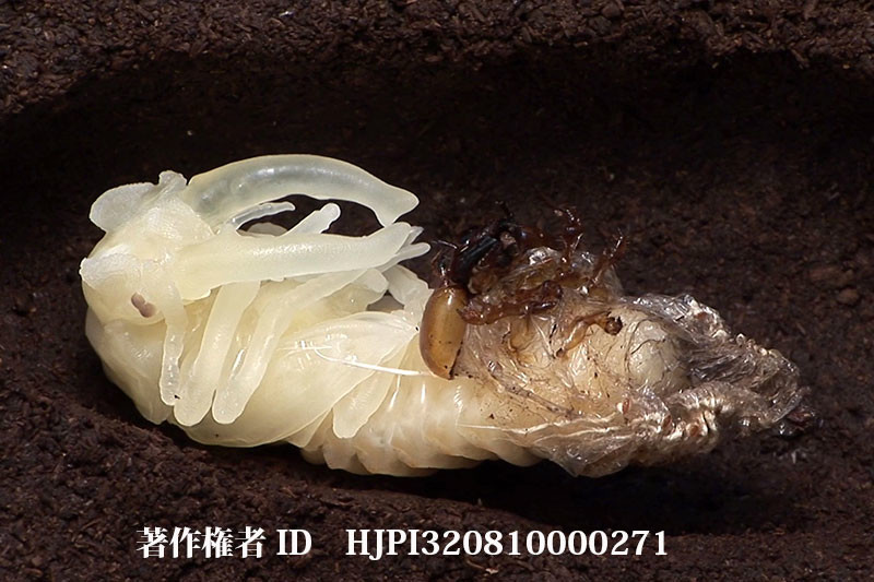 ミヤマクワガタの蛹化