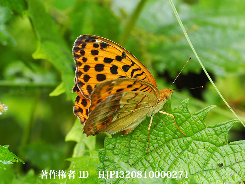 庭のウラギンスジヒョウモン