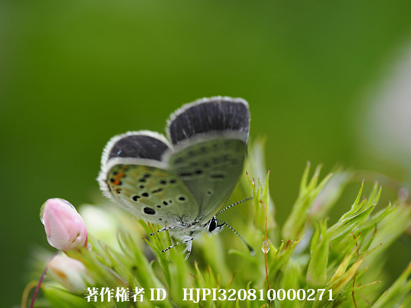 クロツバメシジミ