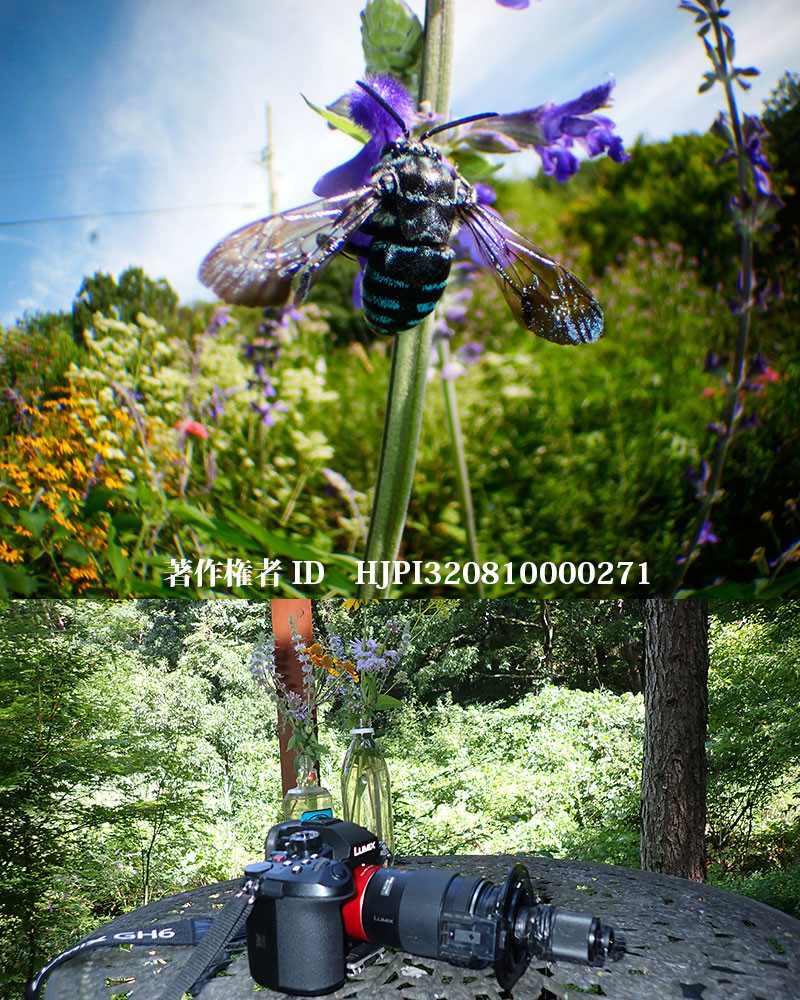 虫の目レンズをさらに改良