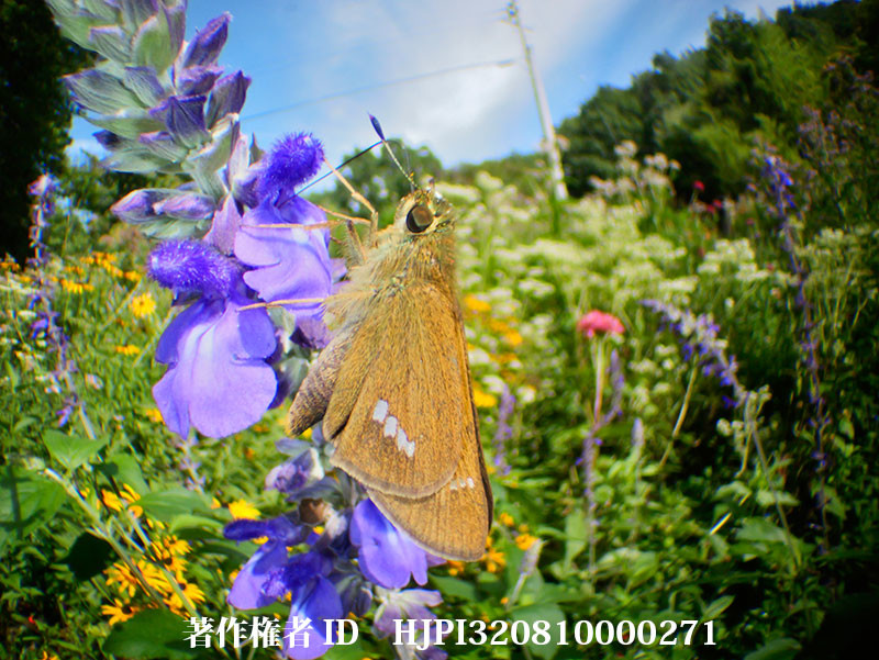 虫の目レンズで撮ったイチモンジセセリ