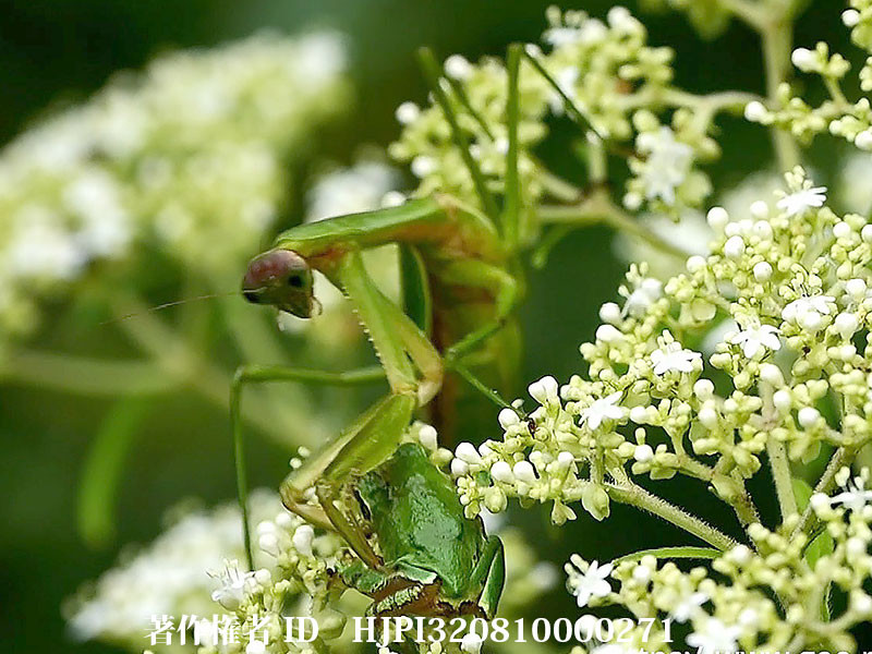 アマガエルを捕らえたオオカマキリ