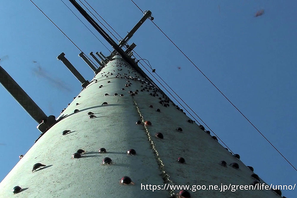 テントウムシの大移動