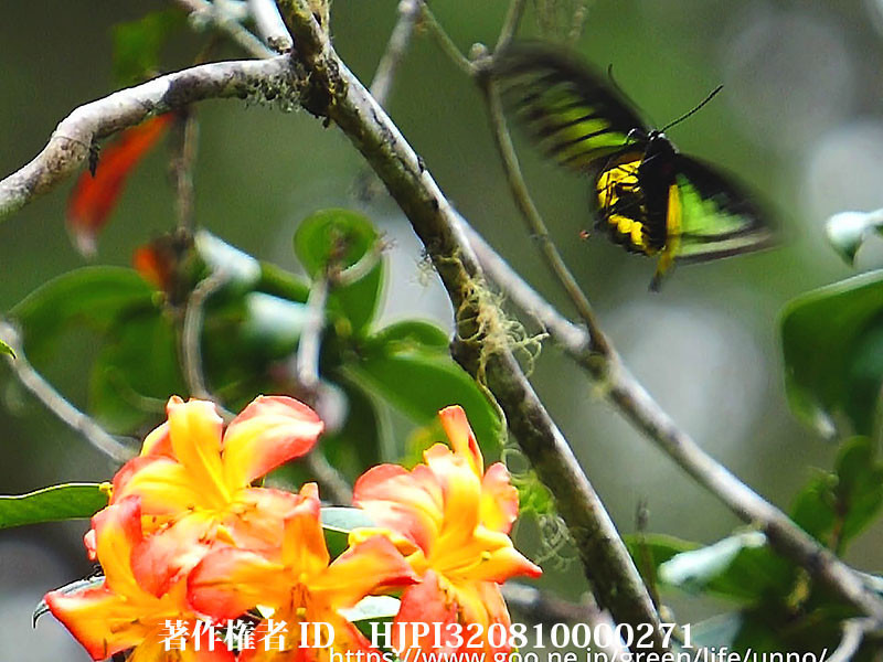 ロスチャイルドトリバネアゲハの飛翔