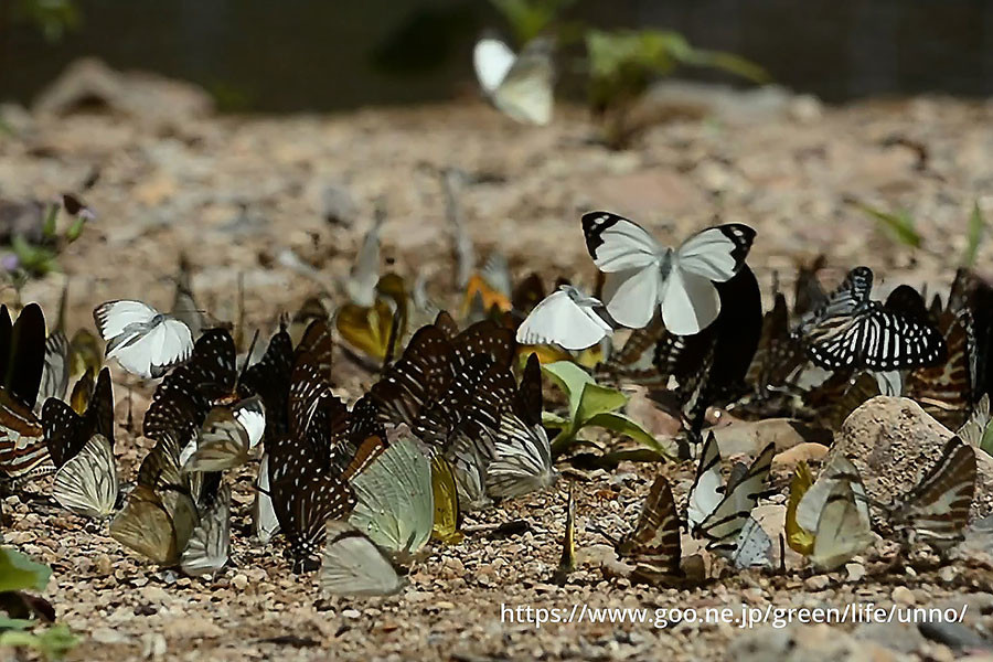 ケーンクラチャン国立公園（タイ）蝶の群れ