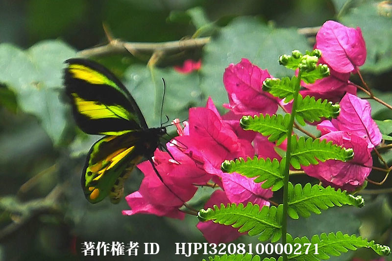 チトヌストリバネアゲハ