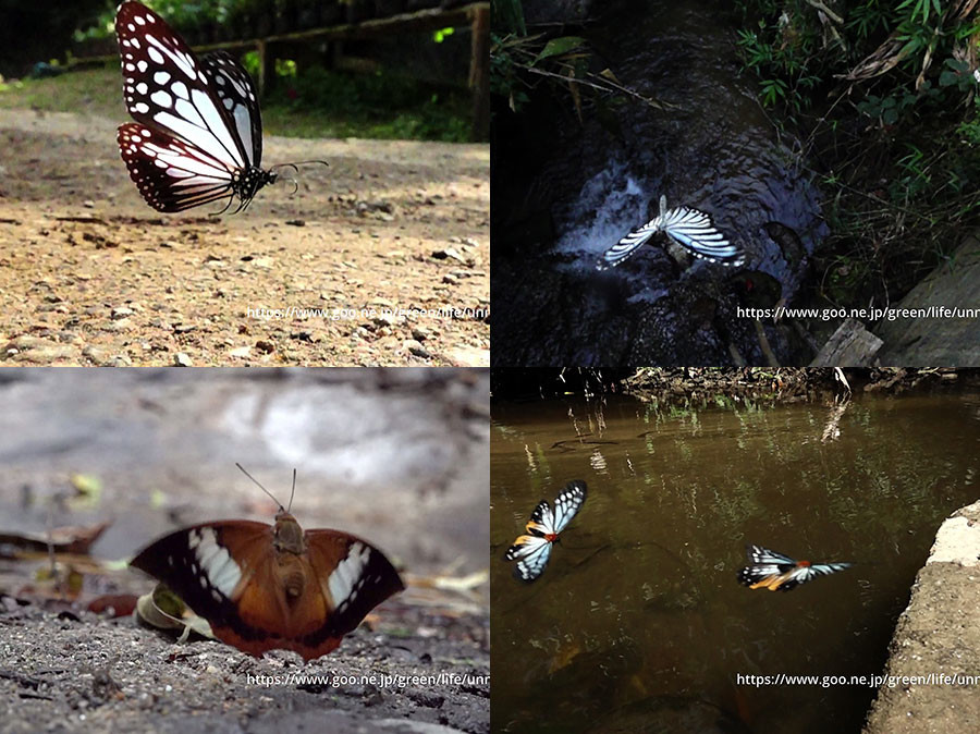 タイのタテハチョウの飛翔