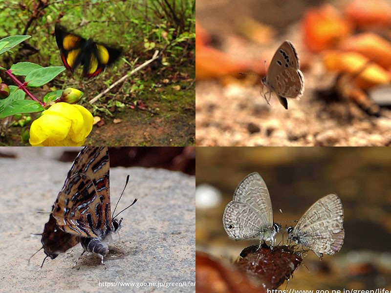 タイのシジミチョウ