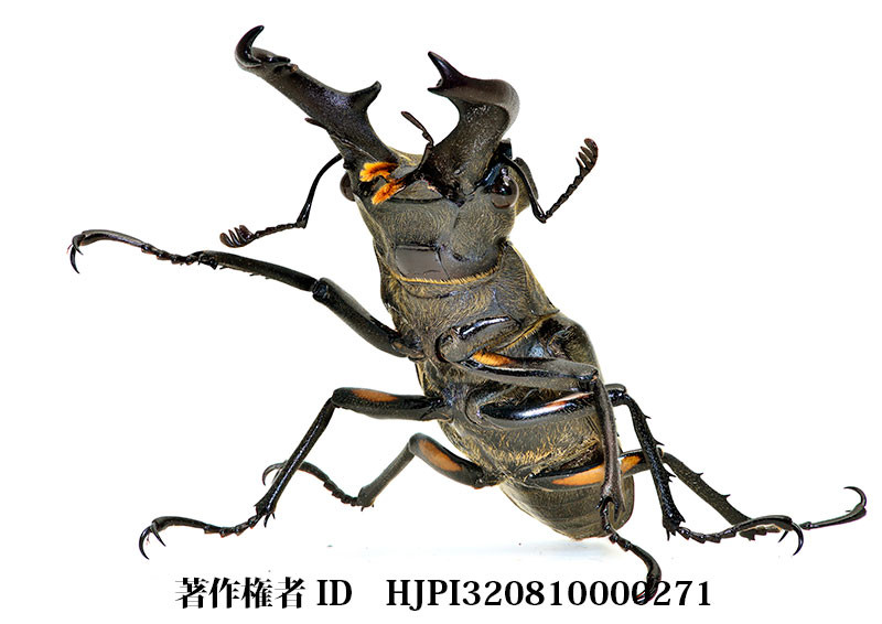 ミヤマクワガタ（小諸高原美術館で展示した写真1）