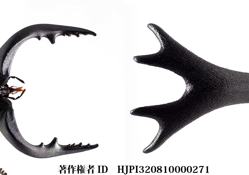 カブトムシの角とノコギリクワガタの大顎（小諸高原美術館で展示した写真2）