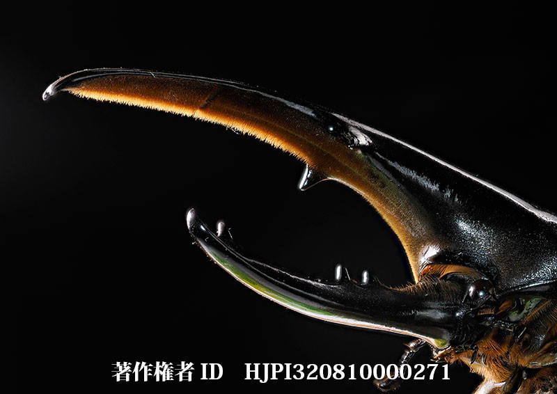 ヘラクレスオオカブト（小諸高原美術館で展示した写真3）