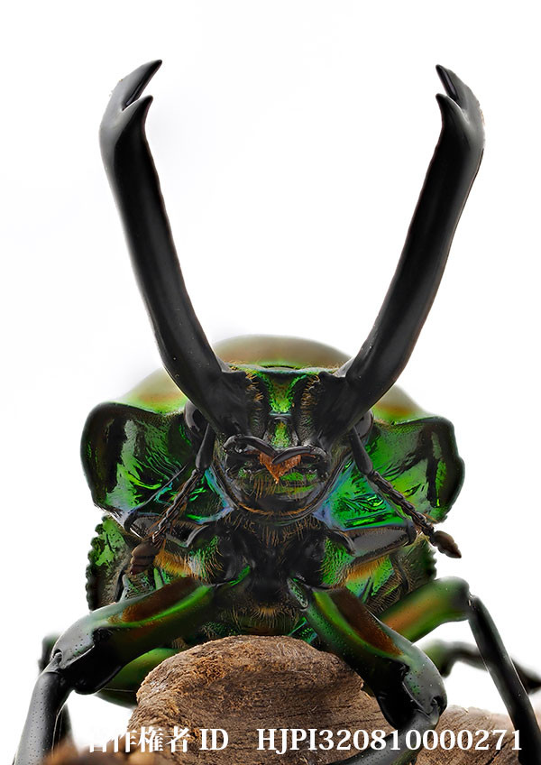 ニジイロクワガタ（小諸高原美術館で展示した写真4）