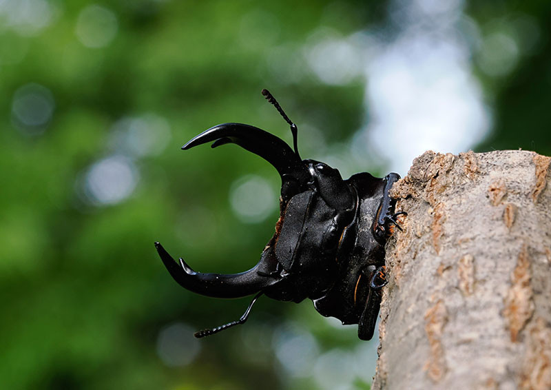 オオクワガタ（小諸高原美術館で展示した写真5）
