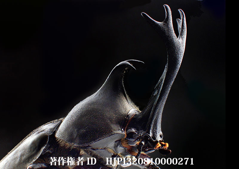 カブトムシ（小諸高原美術館で展示した写真6）