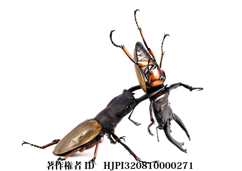 フェモラリスツヤクワガタの闘い（小諸高原美術館で展示した写真8）