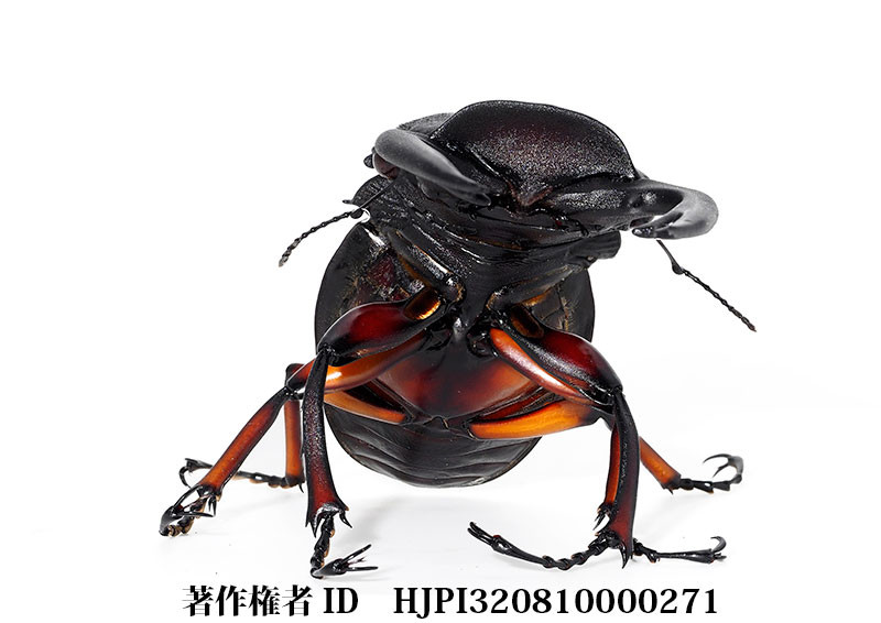 フェモラリスツヤクワガタ（小諸高原美術館で展示した写真9）