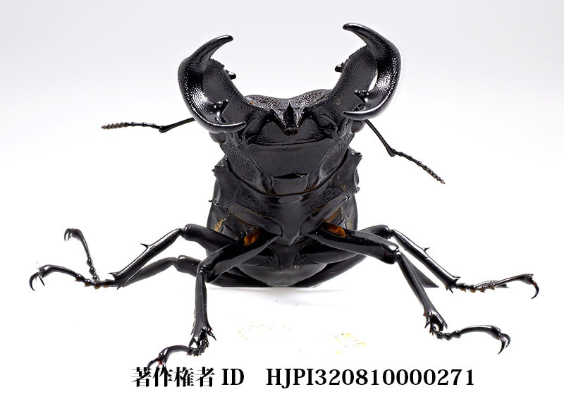 セアカフタマタクワガタ（小諸高原美術館で展示した写真10）