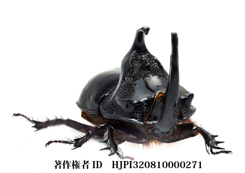 ムツノメンガタカブト（小諸高原美術館で展示した写真11）