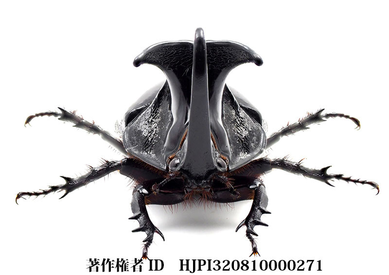 オオツノメンガタカブト（小諸高原美術館で展示した写真12）