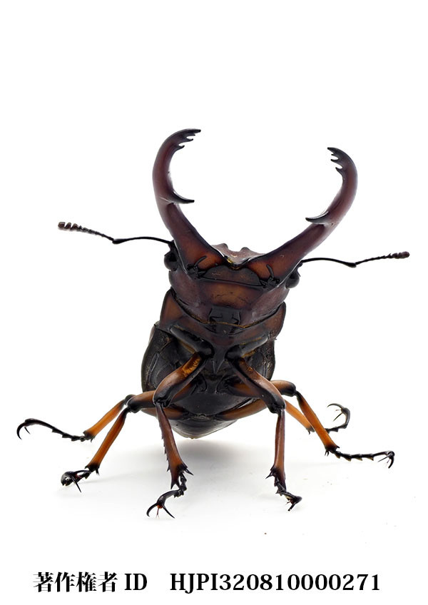 アカノコギリクワガタ（小諸高原美術館で展示した写真15)