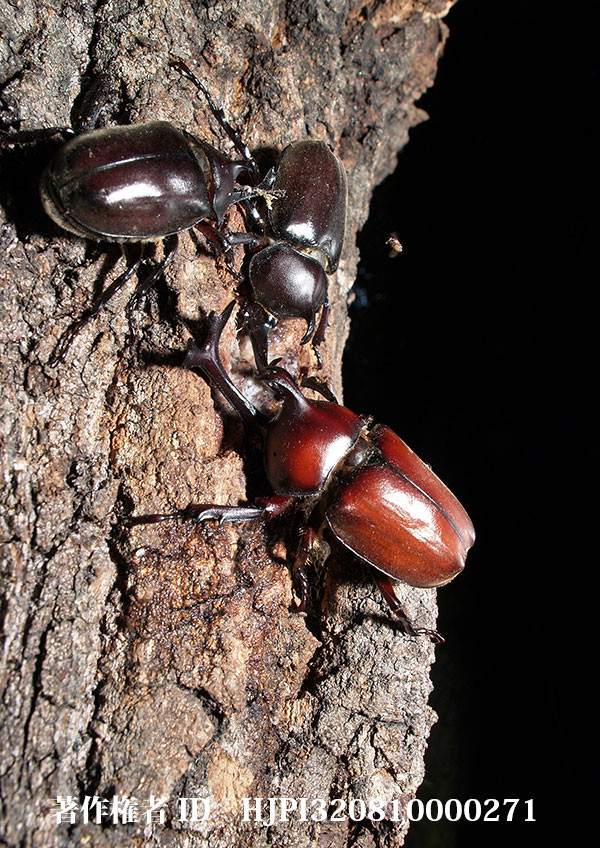 カブトムシの闘い（小諸高原美術館で展示した写真13）