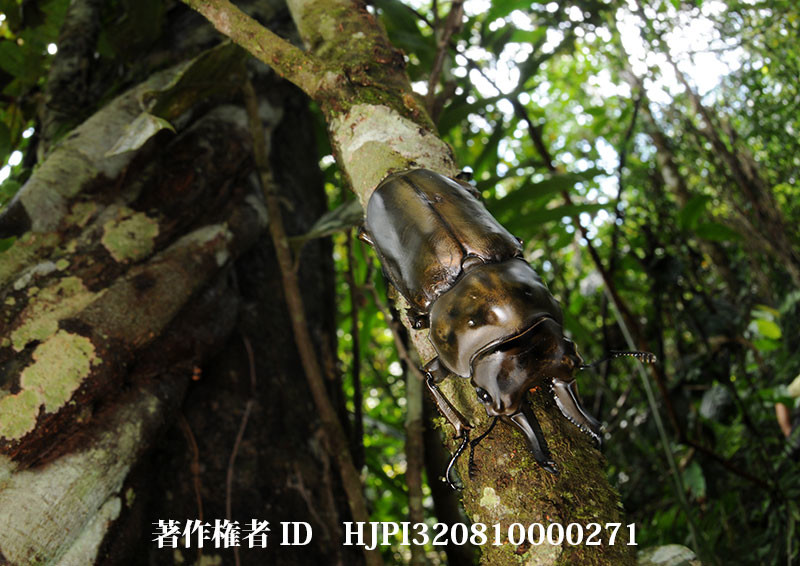 ロゼンベルグオウゴンオニクワガタ（小諸高原美術館で展示した写真17）