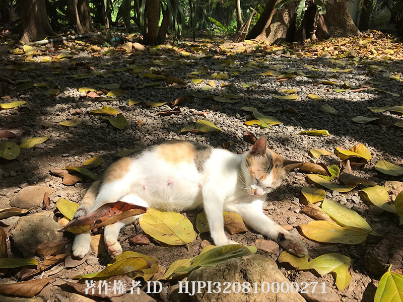 どんなネコに出会えるだろうか