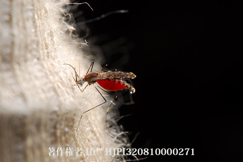 世界で最も怖い虫