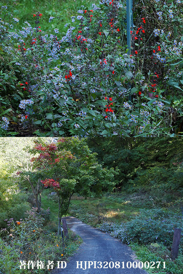 花はまだ咲いているがチョウはいない