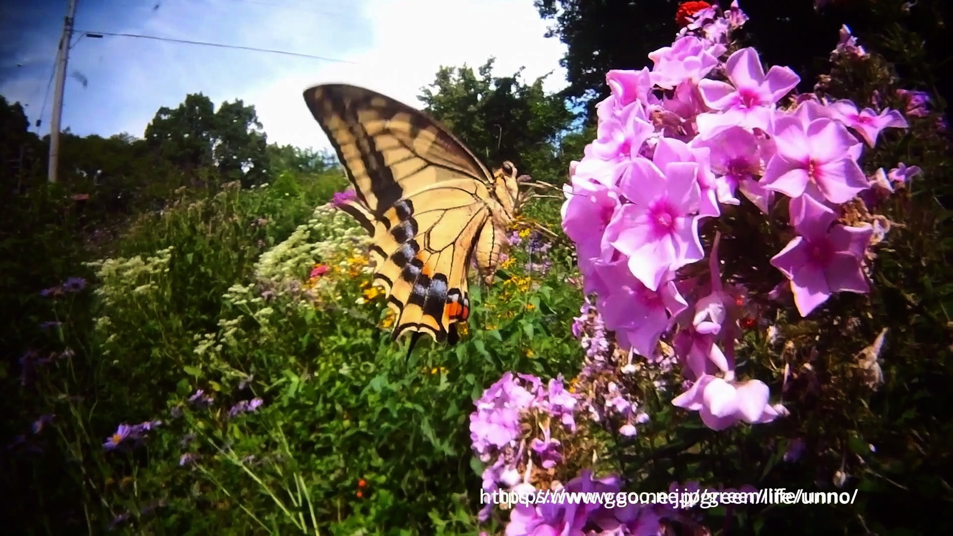 TOPAZ Video AIを使ってみた