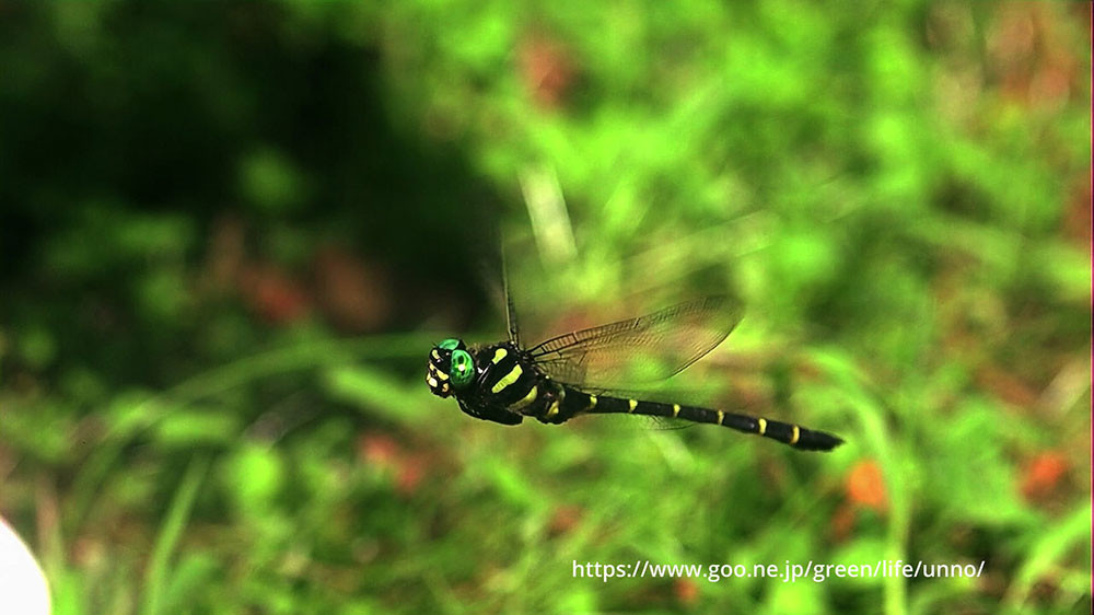 TOPAZ　Video  Aiを使ってオニヤンマ、アオカナブンのスローモーション動画を製作
