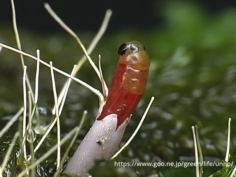 ミズカマキリの孵化