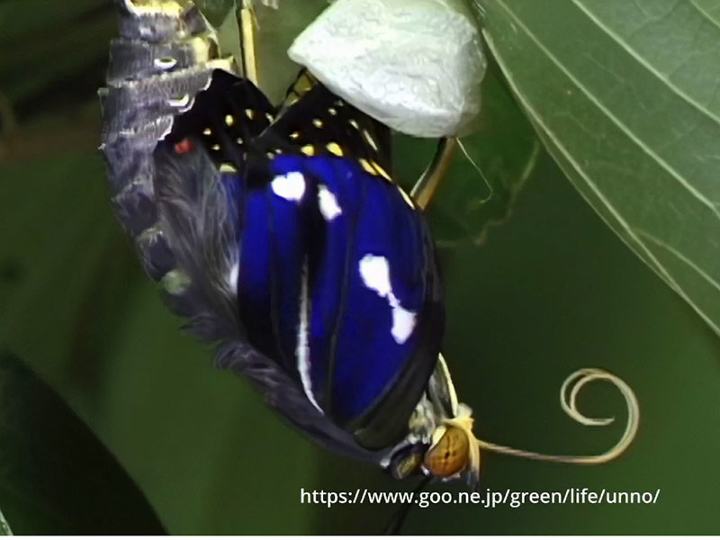 オオムラサキの羽化
