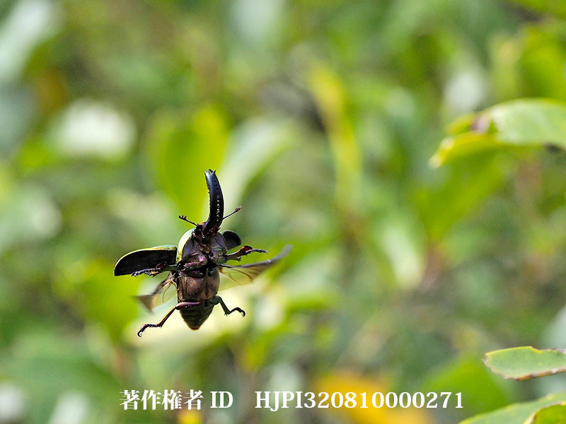 パプアキンイロクワガタ