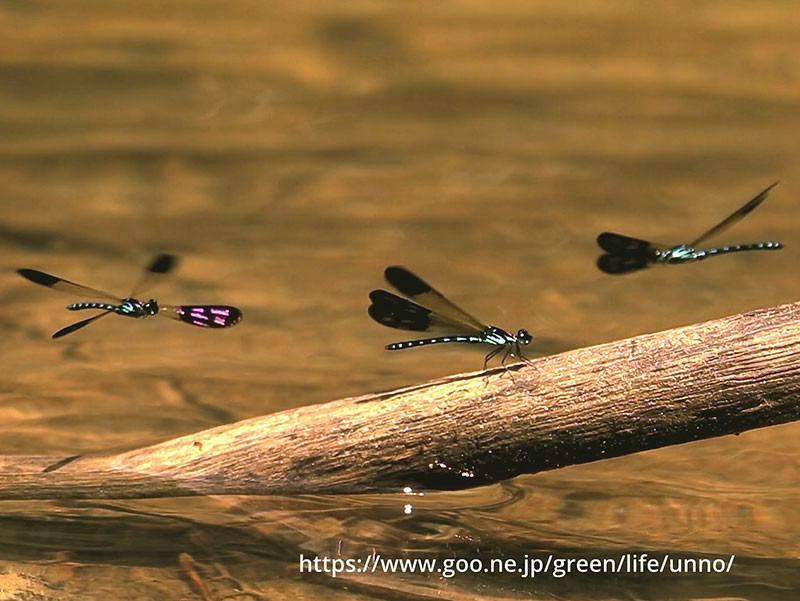 ハナダカトンボのテリトリー争い