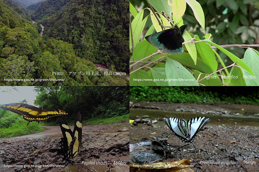 ペルーの熱帯雨林の蝶