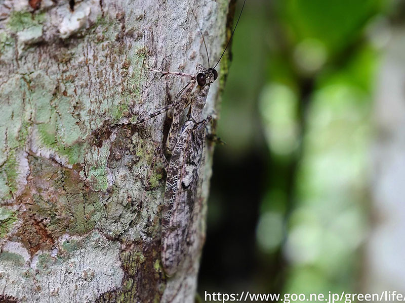 アフリカキノカワカマキリ