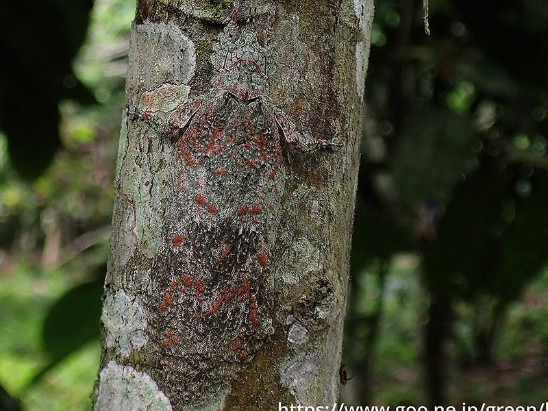 アフリカキノハダツユムシ