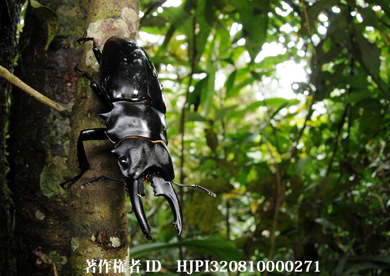 ベリコサツヤクワガタ（小諸高原美術館で展示した写真19）