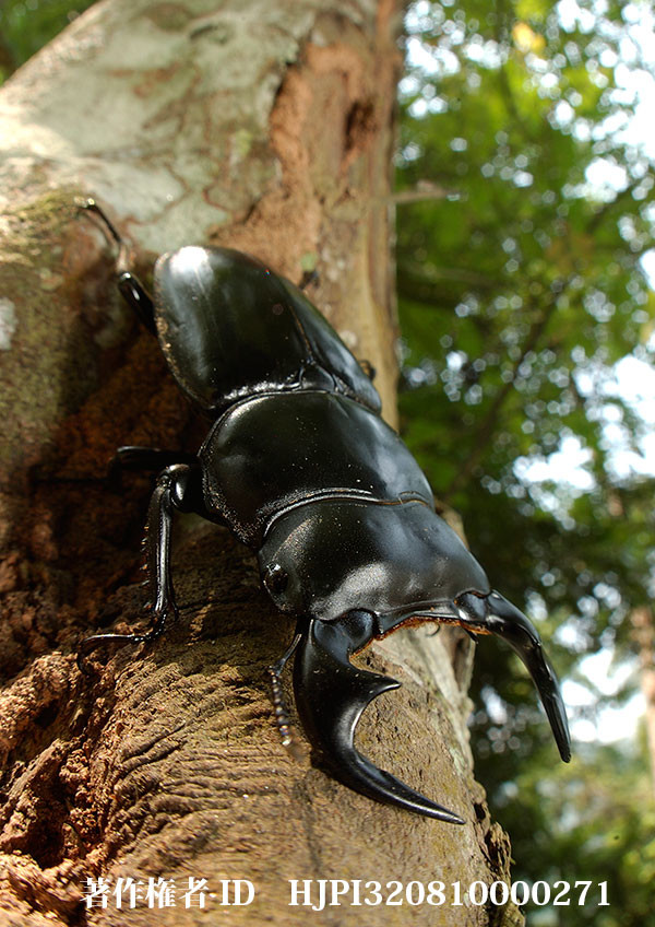 アンタエウスオオクワガタ（小諸高原美術館で展示した写真20）